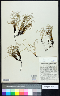 Equisetum scirpoides image