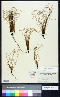 Equisetum scirpoides image