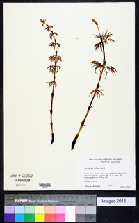 Equisetum sylvaticum image