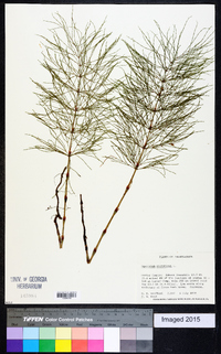 Equisetum sylvaticum image