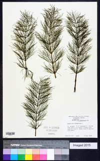 Equisetum sylvaticum image