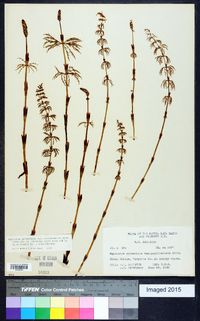 Equisetum sylvaticum image