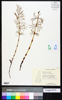 Equisetum sylvaticum image