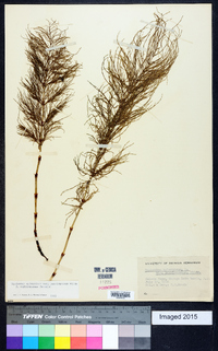 Equisetum sylvaticum image