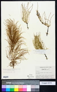 Equisetum sylvaticum image