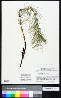 Equisetum telmateia image