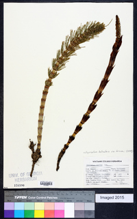 Equisetum telmateia var. braunii image