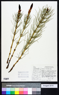 Equisetum telmateia image