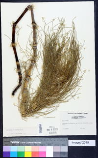 Equisetum telmateia image