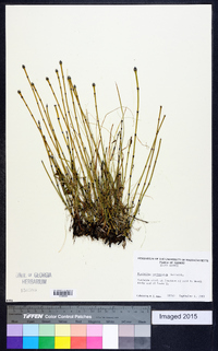 Equisetum variegatum image