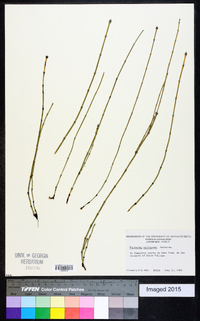 Equisetum variegatum image