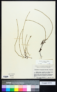 Equisetum variegatum var. variegatum image