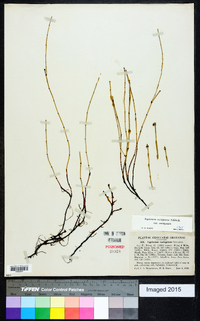 Equisetum variegatum image