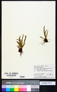 Notogrammitis billardierei image
