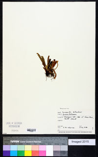 Notogrammitis billardierei image