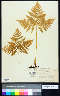 Gymnocarpium dryopteris image