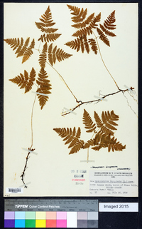 Gymnocarpium dryopteris image