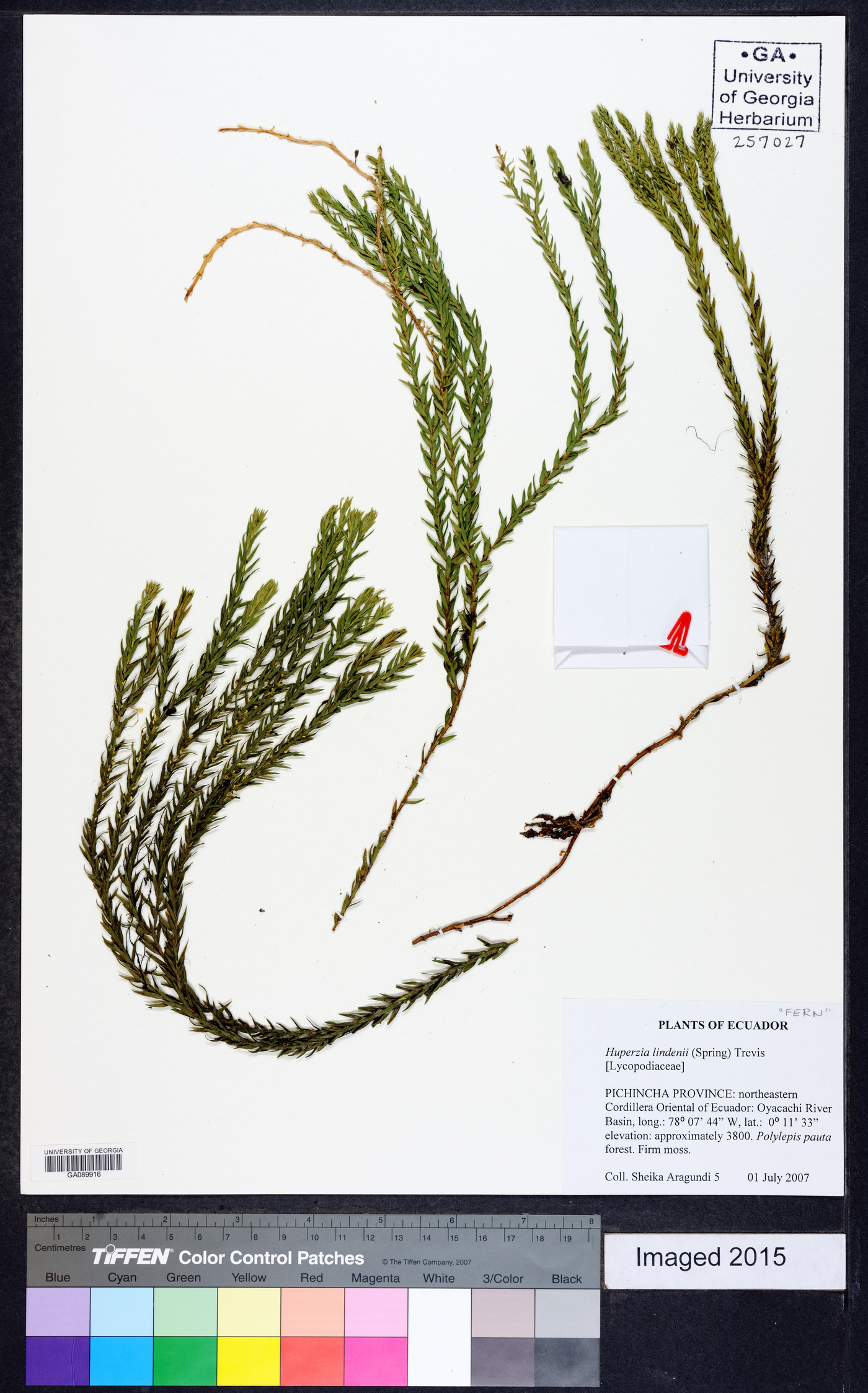Phlegmariurus lindenii image