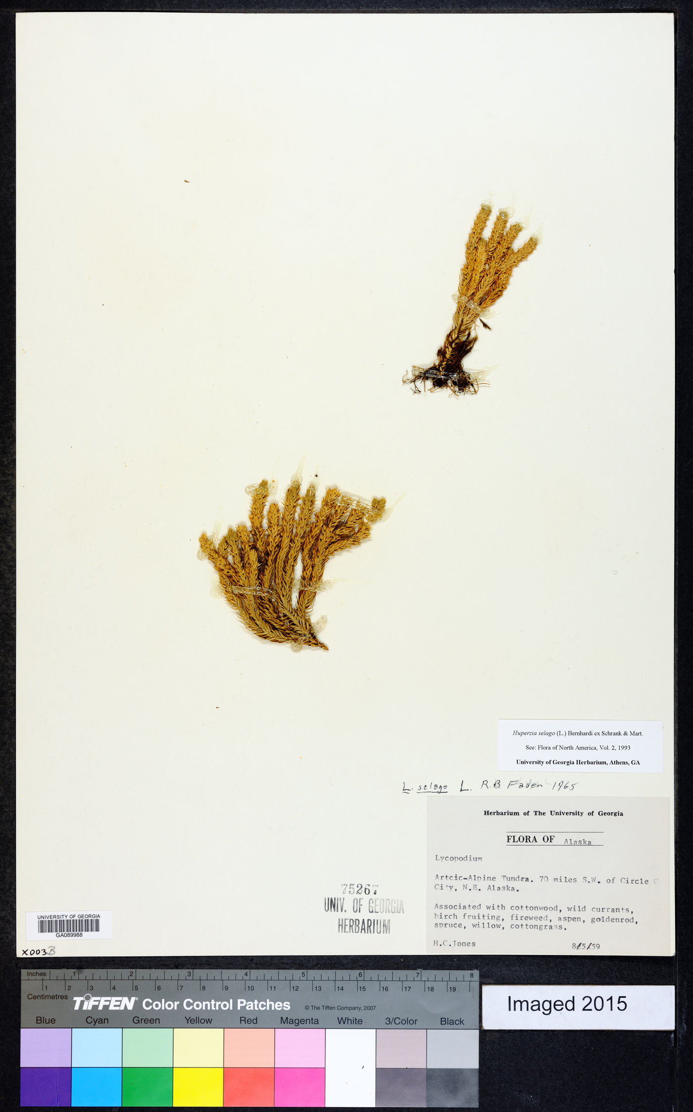 Huperzia selago image