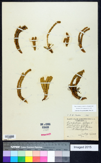 Huperzia selago image
