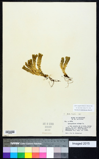 Huperzia selago image