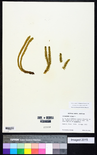 Huperzia selago image