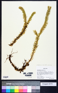 Huperzia taxifolia image