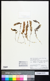 Hymenophyllum malingii image