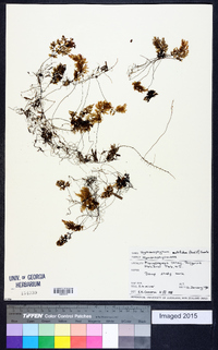 Hymenophyllum multifidum image