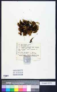 Hymenophyllum darwinii image