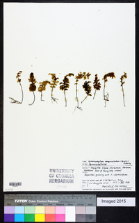 Hymenophyllum sanguinolentum image