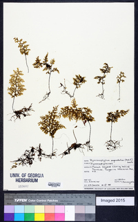 Hymenophyllum sanguinolentum image