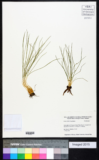 Isoëtes butleri image