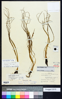 Isoëtes flaccida image