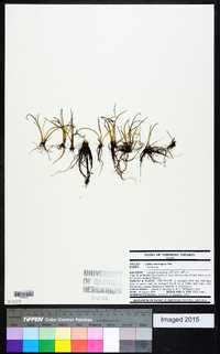 Isoëtes lacustris image