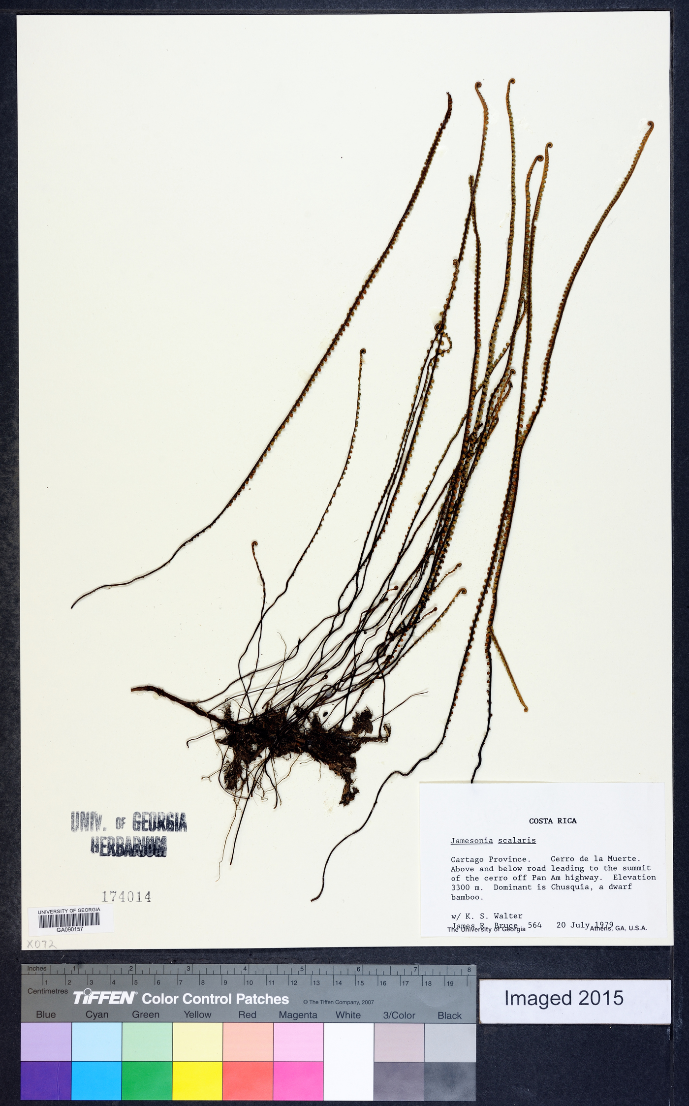 Jamesonia scalaris image