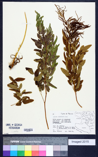 Llavea cordifolia image