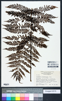 Leptopteris hymenophylloides image