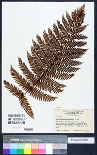 Leptopteris hymenophylloides image