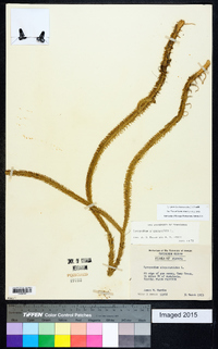 Lycopodiella alopecuroides image