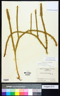 Lycopodiella alopecuroides image