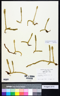 Lycopodiella alopecuroides image