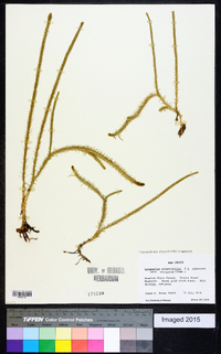 Lycopodiella alopecuroides image