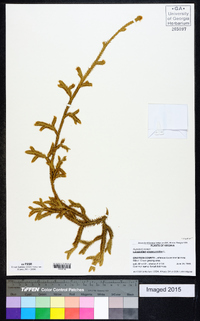 Lycopodiella alopecuroides image