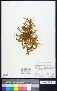 Lycopodiella ramulosa image