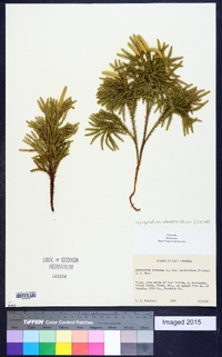 Dendrolycopodium dendroideum image