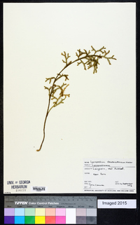 Lycopodium deuterodensum image