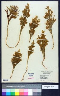 Dendrolycopodium hickeyi image