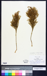 Dendrolycopodium hickeyi image