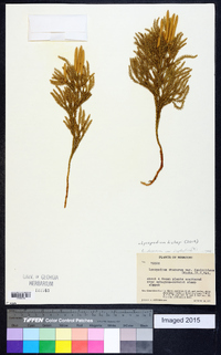 Dendrolycopodium hickeyi image